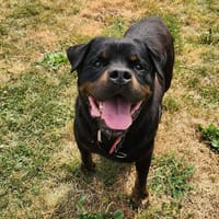 NAKO QCN, chien à adopter