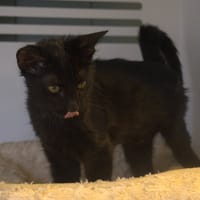 NORI, chatte à adopter