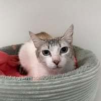 ROSALIE, chatte à adopter