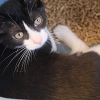 CONCILIABULE, chatte à adopter