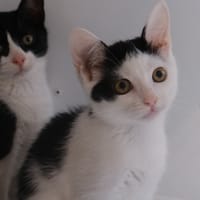 COMPLOT, chat à adopter