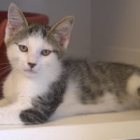 GROUBIDZOUK, chat à adopter