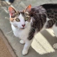 Nestor, chat à adopter
