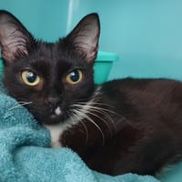 TURQUOISE CHA, chatte à adopter