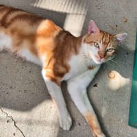 basik, chat à adopter