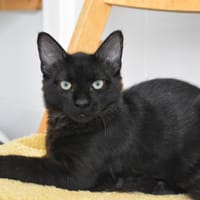 Fish, chat à adopter