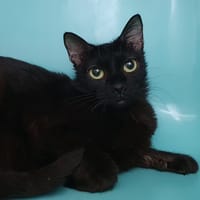 ROUGE  CHA, chatte à adopter