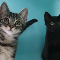 EVIDENCE CHA, chat à adopter