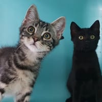 ALEGRE CHA, chat à adopter