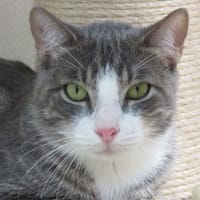 MANGO, chat à adopter