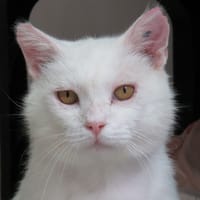 GANDALF, chat à adopter