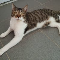 EXTASE CHA, chat à adopter