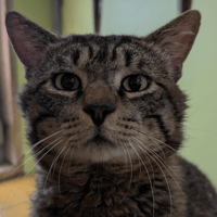 PIO A17383, chat à adopter