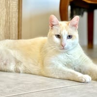 Caramel, chat à adopter
