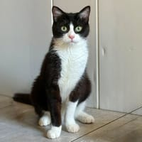 Asbjorn, chat à adopter