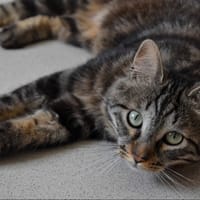 Elio, chat à adopter