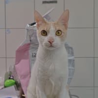 Zazou, chat à adopter