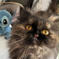 GAIA, chatte à adopter