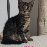 BILLIE   A réserver, chatte à adopter