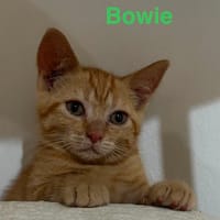 BOWIE  A réserver, chat à adopter