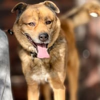 MURRAY (Maria), chien à adopter