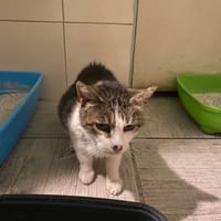 sachi, chat à adopter