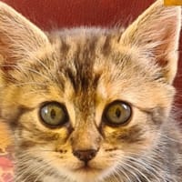 aviateur, chatte à adopter