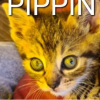 arpege, chat à adopter