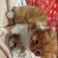 peter, chat à adopter