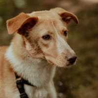 Lyris, chienne à adopter