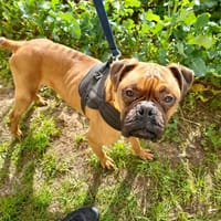 PRINCE, chien à adopter