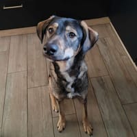 Skye, chienne à adopter