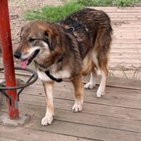 Tara, chienne à adopter