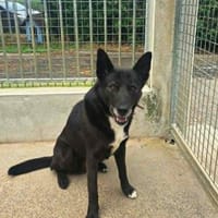 Valou, chien à adopter