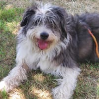 Bounty, chien à adopter