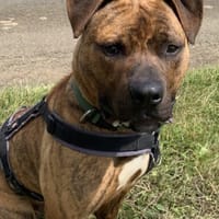 ARTEMIS, chien à adopter