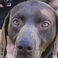 Tanguy, chien à adopter