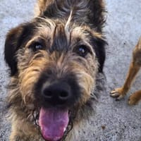 Clyde, chien à adopter