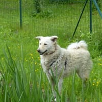 Beli, chien à adopter