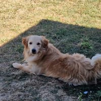 PACO, chien à adopter