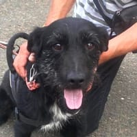 Teddy, chien à adopter