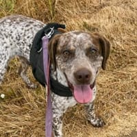 Eliot, chien à adopter