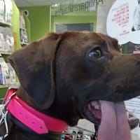 Volvic, chien à adopter