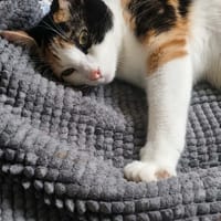 Aida, chatte à adopter
