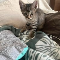 Bonny, chatte à adopter