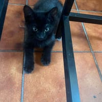Blackpearl, chat à adopter
