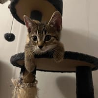 Boogs, chat à adopter
