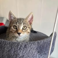 Bellamy, chat à adopter