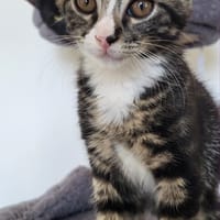 Bandit, chat à adopter