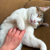 Shenzo, chat à adopter